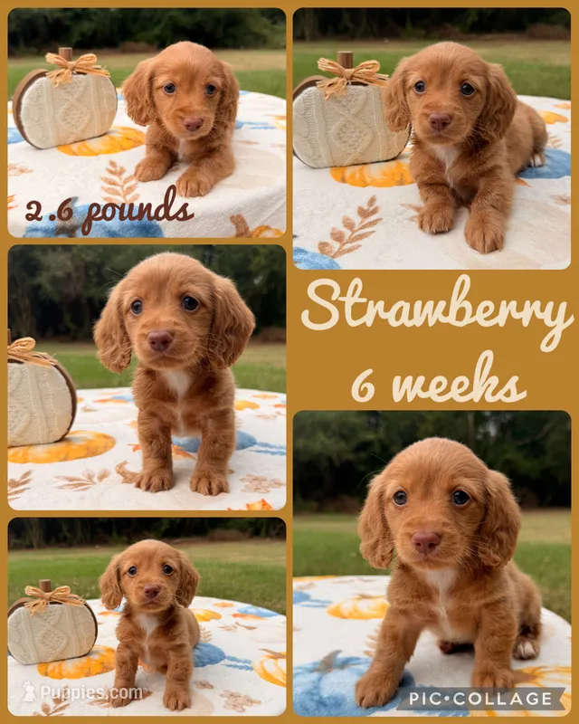 Strawberry  – Dachshund puppy on hold in Nacogdoches, TX