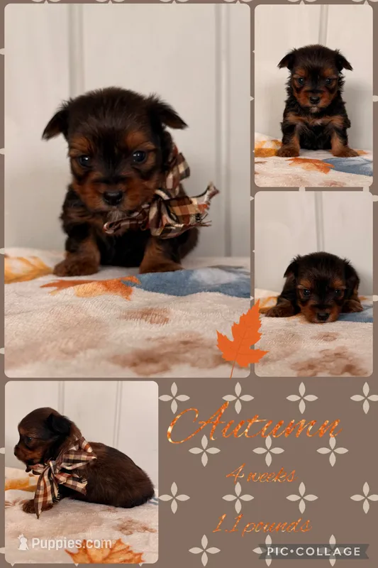 Autumn – Yorkshire Terrier puppy for sale in Nacogdoches, TX
