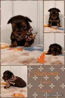 Autumn, a female Yorkshire Terrier for sale in Nacogdoches, TX – 1 of 1