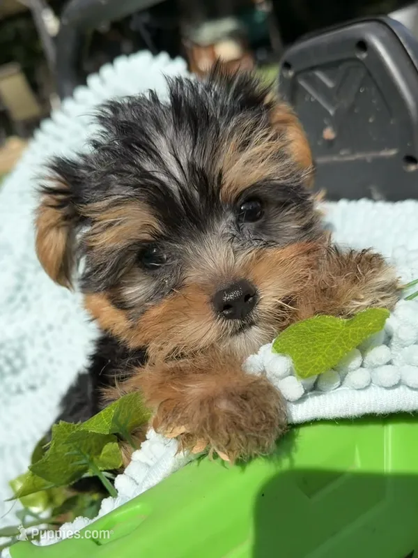 Jax – Yorkshire Terrier puppy for sale in Nacogdoches, TX