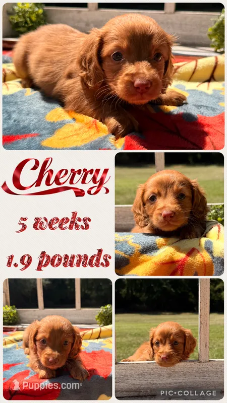 Cherry – Miniature Dachshund puppy for sale in Nacogdoches, TX