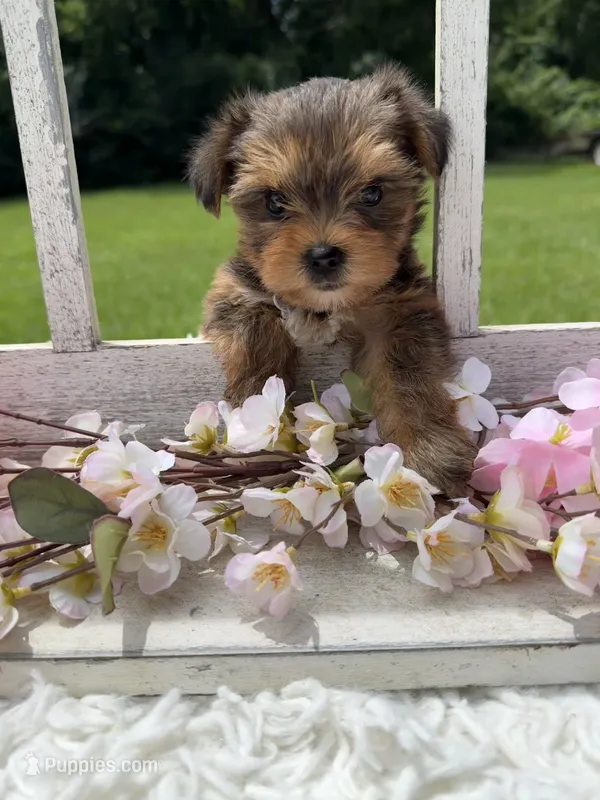 Roxie – Yorkshire Terrier puppy for sale in Nacogdoches, TX
