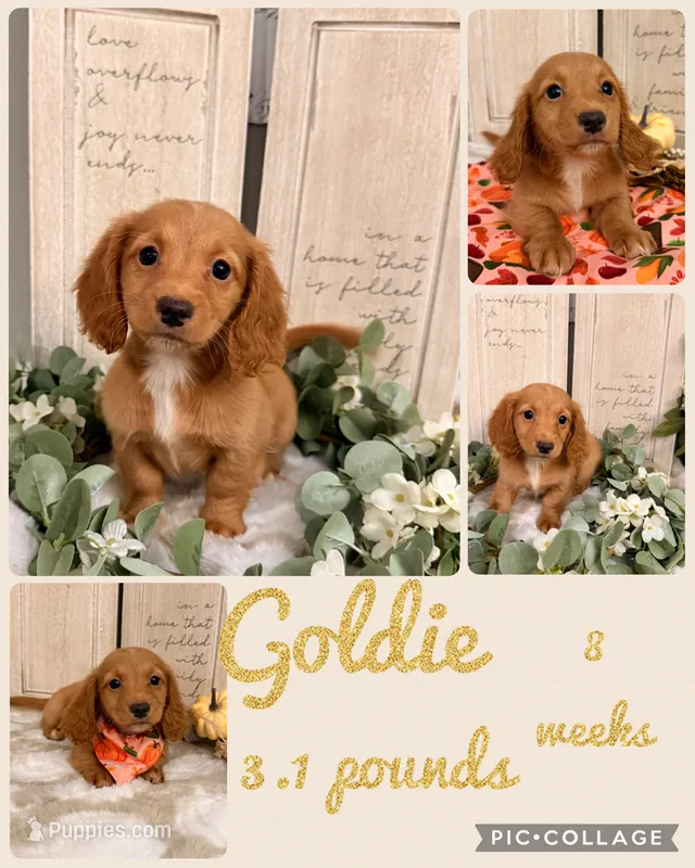 Goldie – Miniature Dachshund puppy for sale in Nacogdoches, TX
