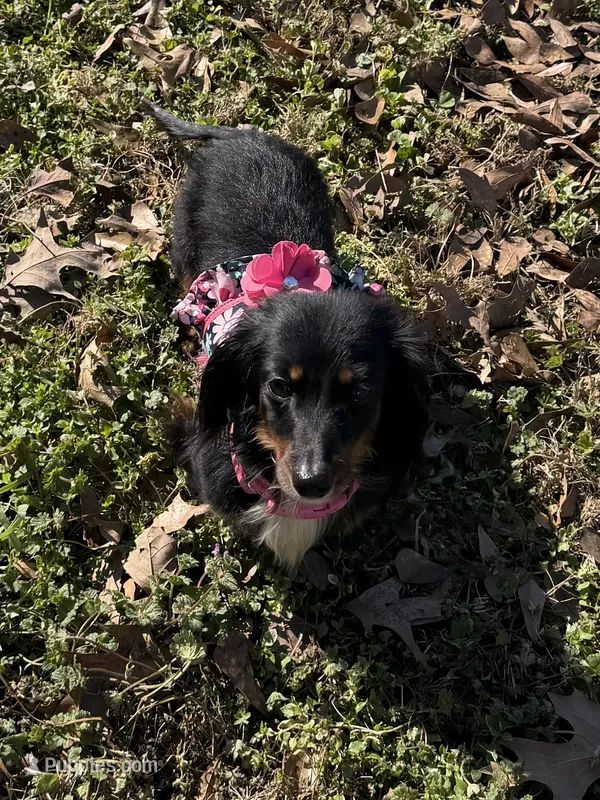 Minnie – Miniature Dachshund puppy for sale in Nacogdoches, TX