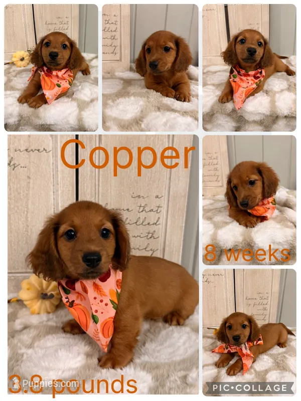 Copper – Miniature Dachshund puppy for sale in Nacogdoches, TX