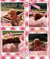 Goldie, a female Miniature Dachshund for sale in Nacogdoches, TX – 1 of 1