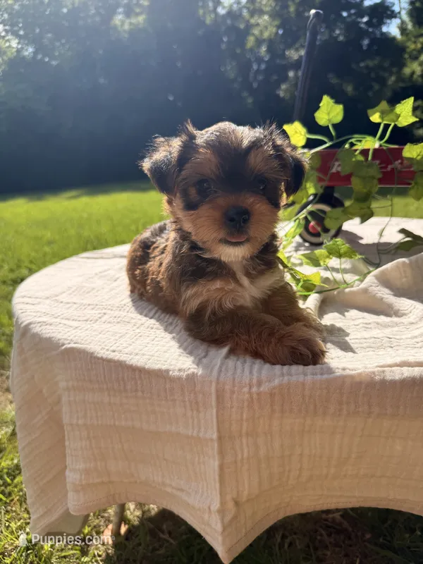 Koda – Yorkshire Terrier puppy for sale in Nacogdoches, TX