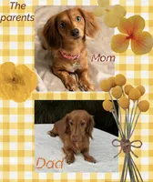 Strawberry , a female Dachshund for sale in Nacogdoches, TX – 3 of 3