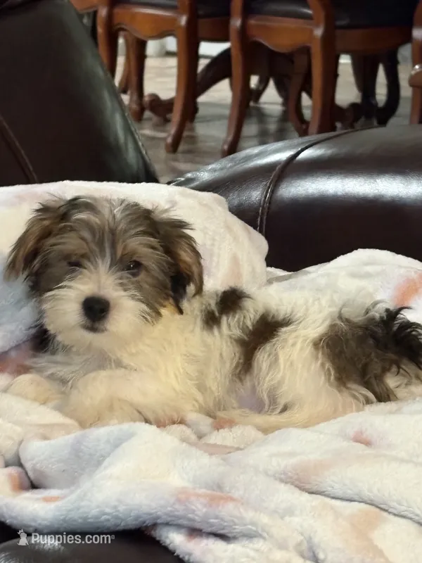 Loki – Yorkshire Terrier puppy for sale in Nacogdoches, TX