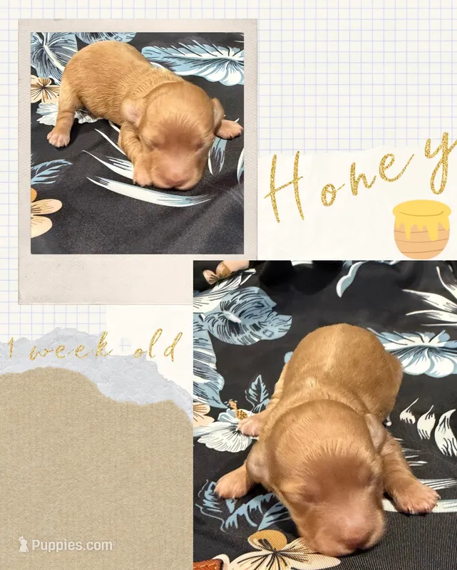 Honey – Miniature Dachshund puppy for sale in Nacogdoches, TX