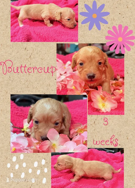 Buttercup  – Miniature Dachshund puppy for sale in Nacogdoches, TX