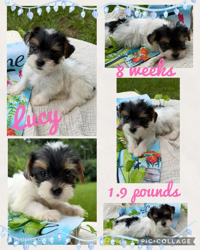 Lucy  – Yorkshire Terrier puppy for sale in Nacogdoches, TX