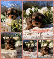 Remi, a female Yorkshire Terrier for sale in Nacogdoches, TX – Photo 2 of 2