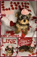Remi, a female Yorkshire Terrier for sale in Nacogdoches, TX – Photo 1 of 2