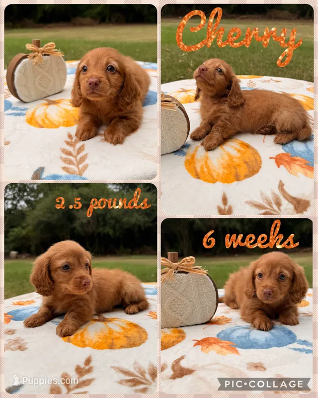 Cherry – Miniature Dachshund puppy for sale in Nacogdoches, TX