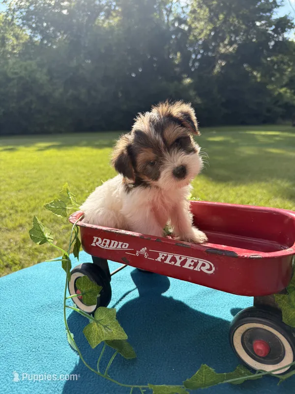 Loki – Yorkshire Terrier puppy for sale in Nacogdoches, TX
