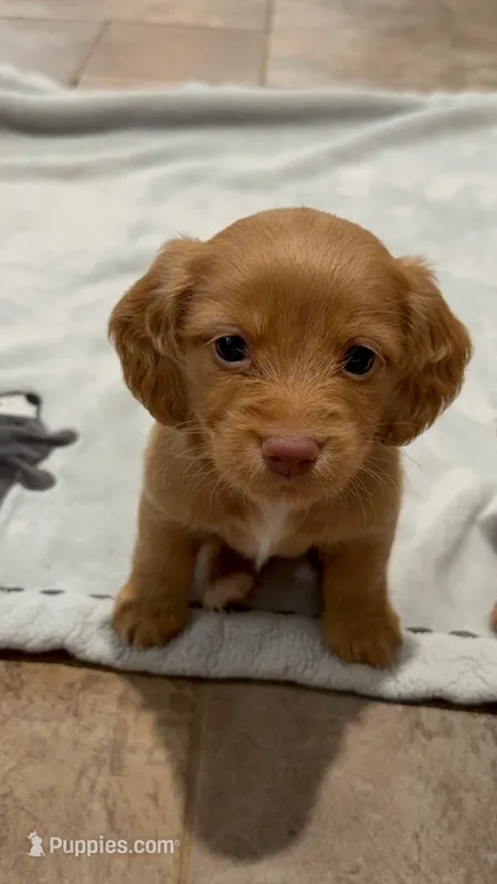 Strawberry  – Dachshund puppy for sale in Nacogdoches, TX