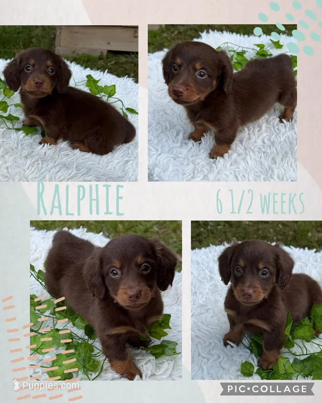Ralphie – Miniature Dachshund puppy for sale in Nacogdoches, TX