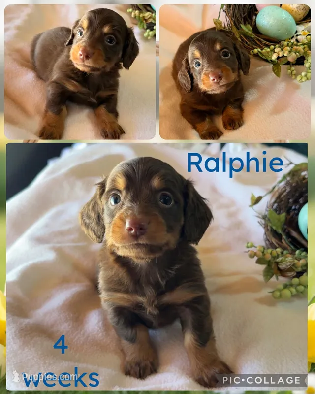 Ralphie – Miniature Dachshund puppy for sale in Nacogdoches, TX