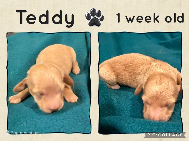 Teddy – Miniature Dachshund puppy for sale in Nacogdoches, TX