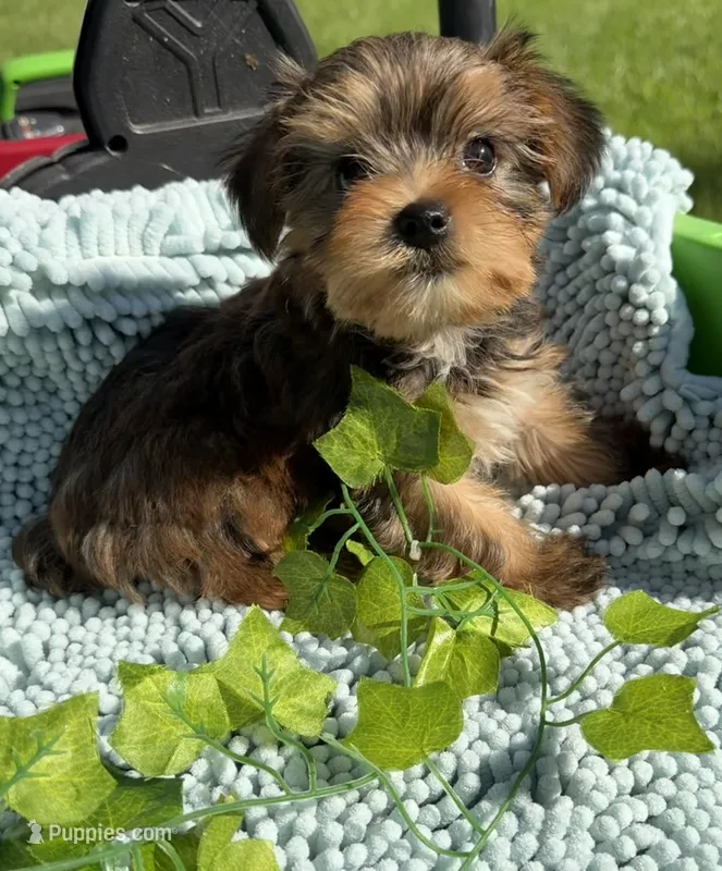 Koda – Yorkshire Terrier puppy for sale in Nacogdoches, TX