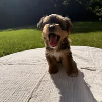 Koda, a male Yorkshire Terrier for sale in Nacogdoches, TX – 1 of 1