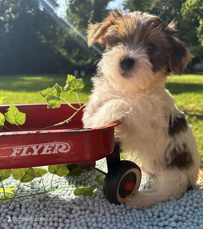 Loki – Yorkshire Terrier puppy for sale in Nacogdoches, TX