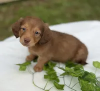 Copper, a male Miniature Dachshund for sale in Nacogdoches, TX – Photo 2 of 2