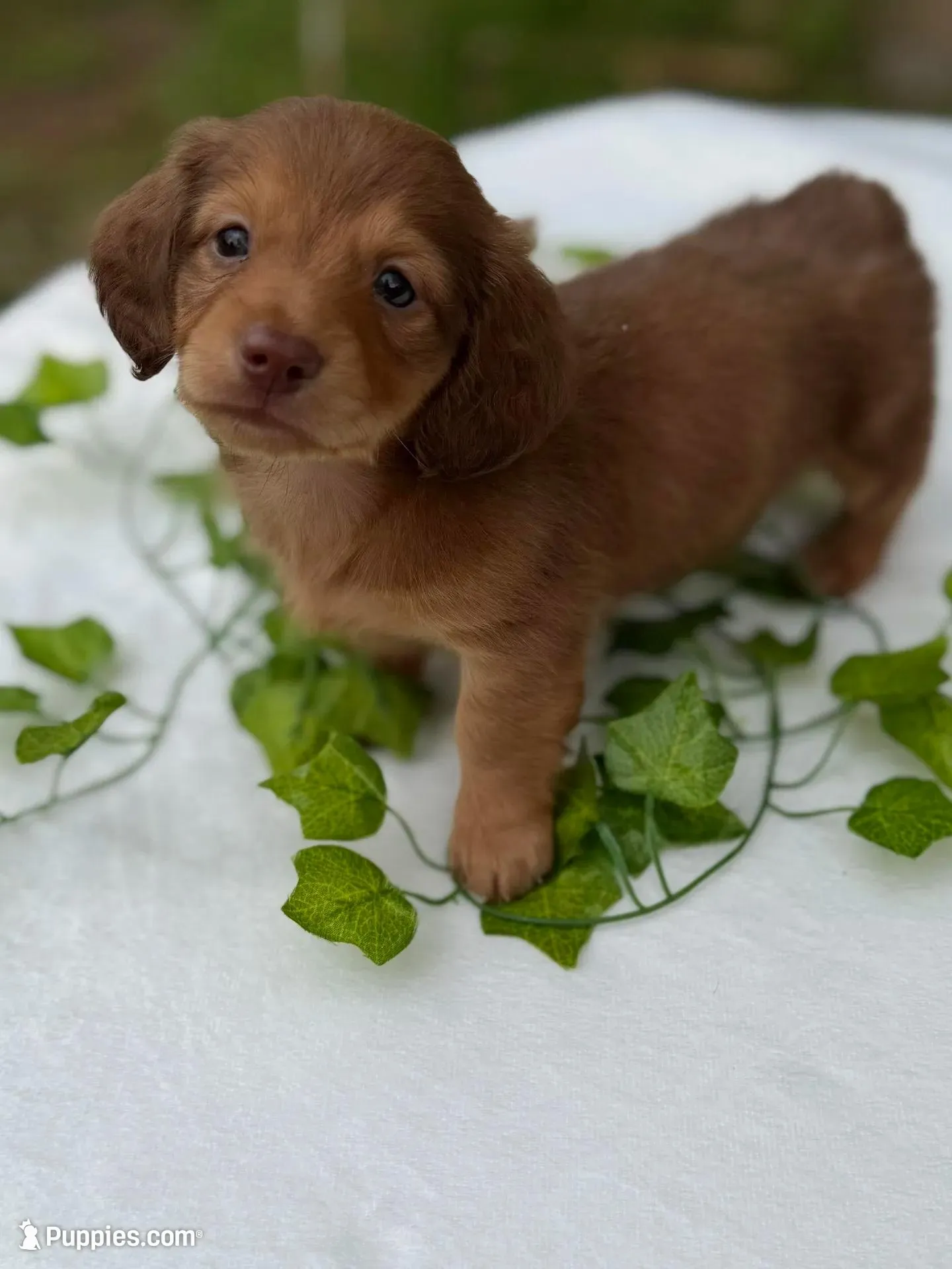 Copper – Miniature Dachshund puppy for sale in Nacogdoches, TX