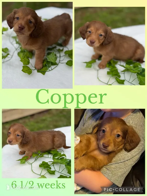 Copper – Miniature Dachshund puppy for sale in Nacogdoches, TX