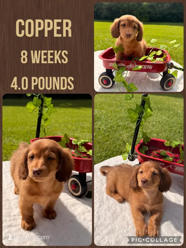 Copper – Miniature Dachshund puppy for sale in Nacogdoches, TX