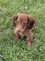 Preston, a male Miniature Dachshund for sale in Nacogdoches, TX – 2 of 3