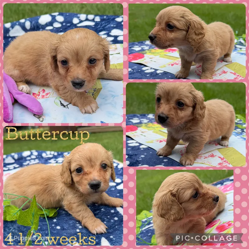 Buttercup  – Miniature Dachshund puppy for sale in Nacogdoches, TX