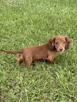 Preston, a male Miniature Dachshund for sale in Nacogdoches, TX – 1 of 3