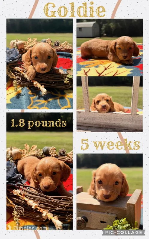 Goldie – Miniature Dachshund puppy for sale in Nacogdoches, TX