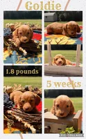 Goldie, a female Miniature Dachshund for sale in Nacogdoches, TX – 1 of 1