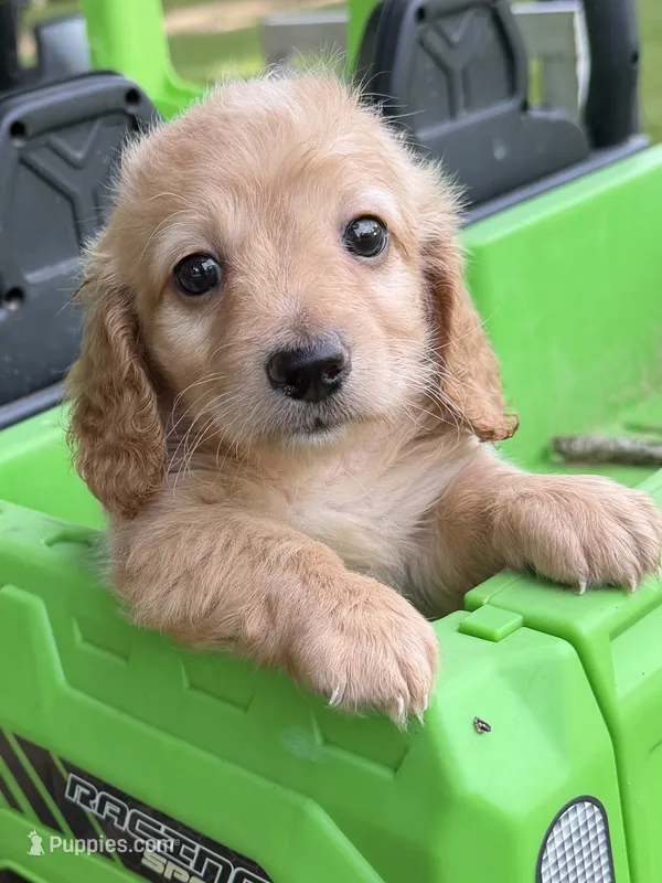 Teddy – Miniature Dachshund puppy for sale in Nacogdoches, TX