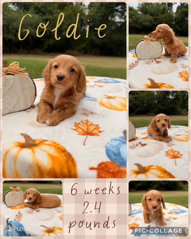 Goldie – Miniature Dachshund puppy for sale in Nacogdoches, TX