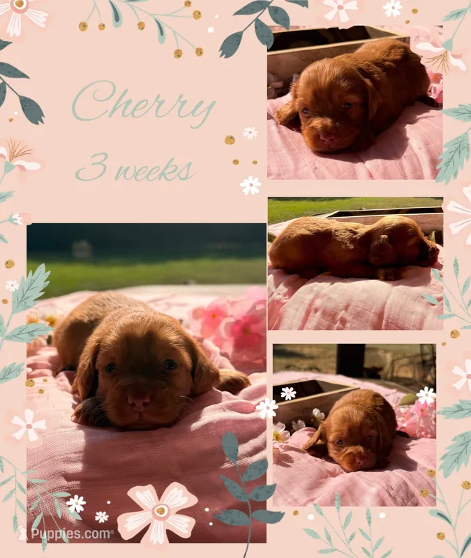 Cherry – Miniature Dachshund puppy for sale in Nacogdoches, TX