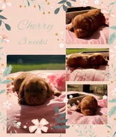 Cherry, a female Miniature Dachshund for sale in Nacogdoches, TX – 1 of 1