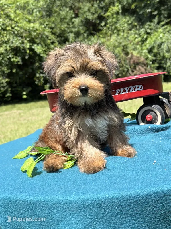 Koda – Yorkshire Terrier puppy for sale in Nacogdoches, TX