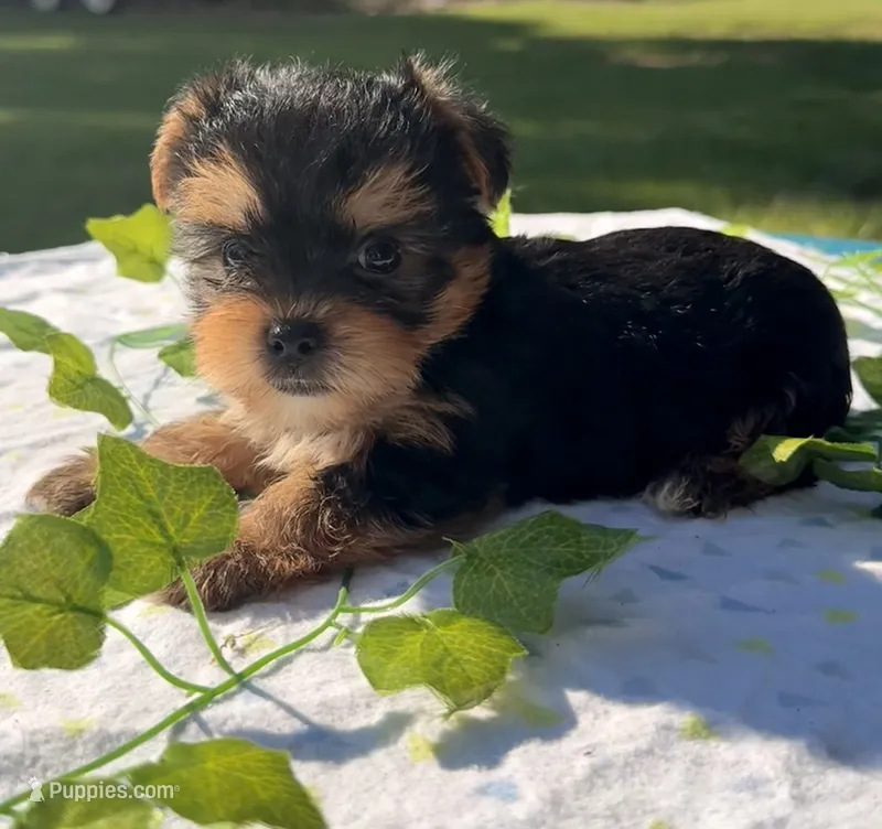 Jax – Yorkshire Terrier puppy for sale in Nacogdoches, TX