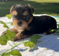Jax, a male Yorkshire Terrier for sale in Nacogdoches, TX – 1 of 1