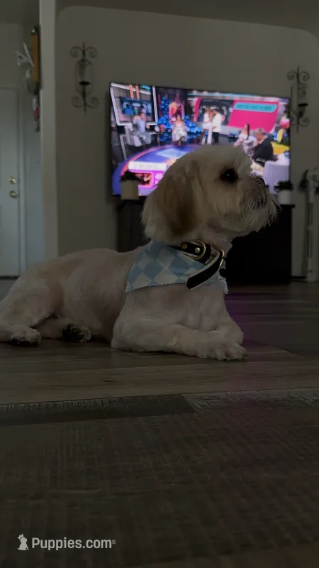 coco – Shih Tzu puppy for sale in San Antonio, TX