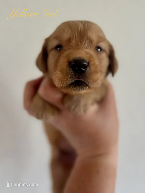 Poppy’s Yellow Girl 💛 – Golden Retriever puppy for sale in Seymour, MO