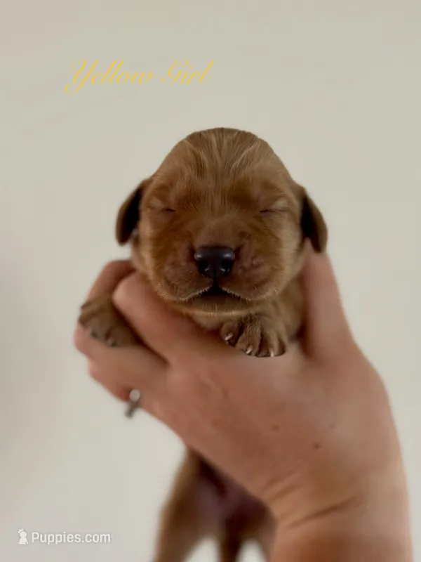 Poppy’s Yellow Girl 💛 – Golden Retriever puppy for sale in Seymour, MO