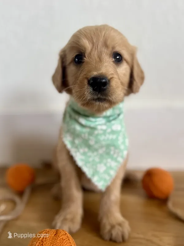 Poppy’s Green Girl 💚 – Golden Retriever puppy for sale in Seymour, MO