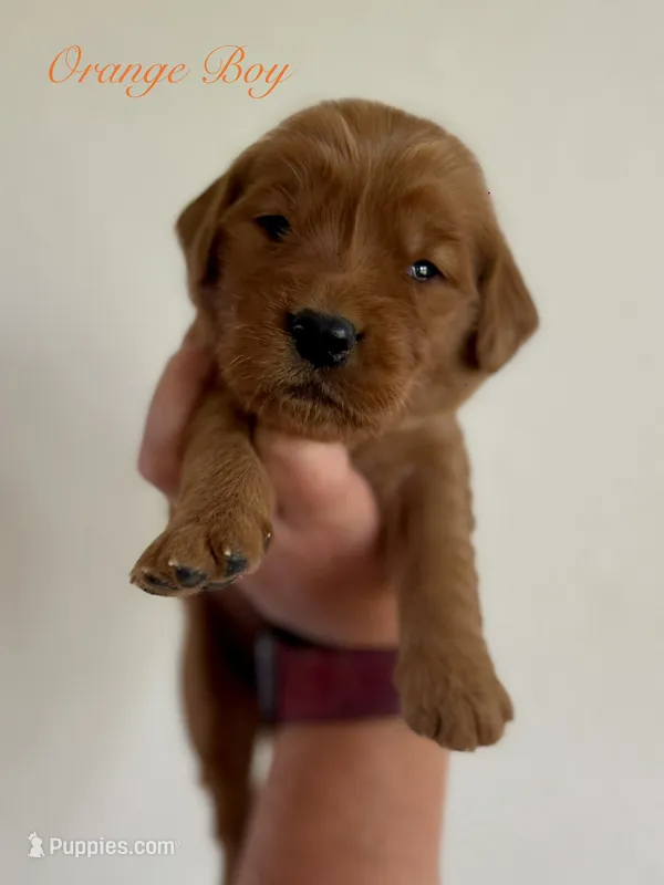 Penny’s Orange Boy – Golden Retriever puppy for sale in Seymour, MO