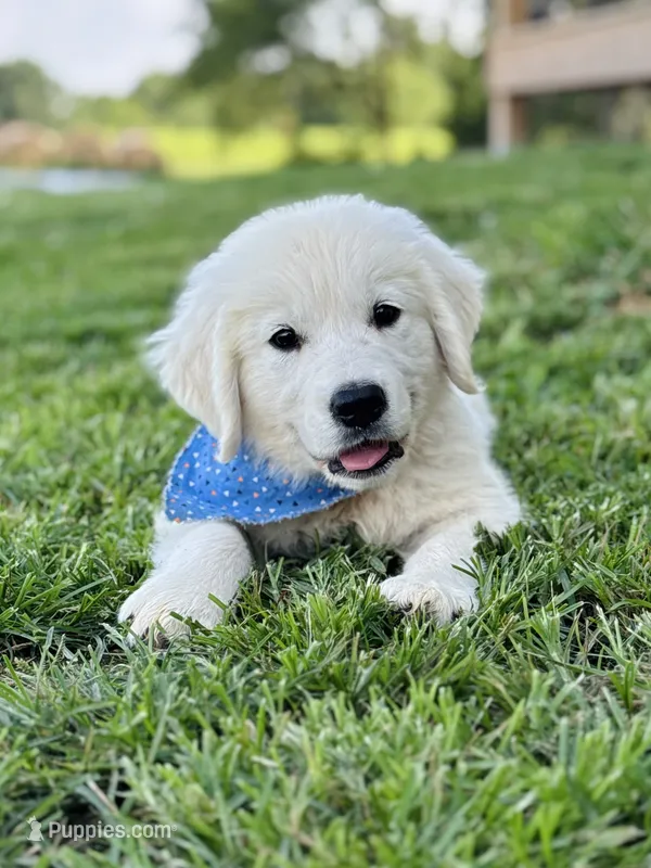 Chloe’s Orange Boy – English Cream Golden Retriever puppy for sale in Seymour, MO