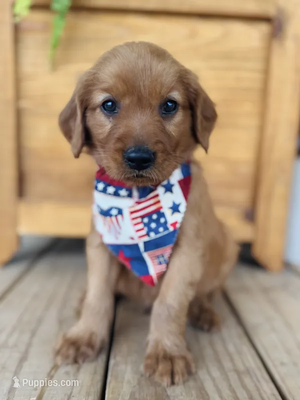 Penny’s Blue Boy – Golden Retriever puppy for sale in Seymour, MO
